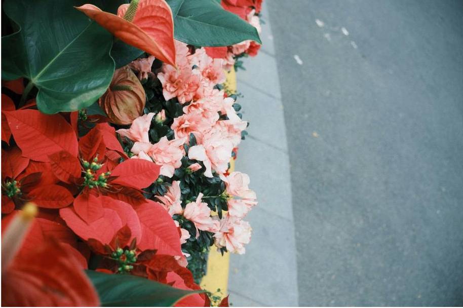 Pōhutukawa bouquet
