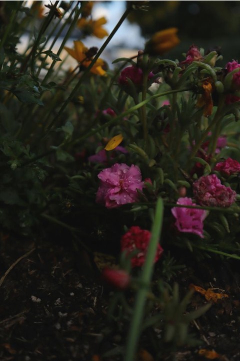 Mixture of native and exotic foliage