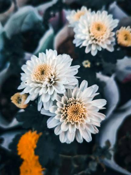 Wrapped bouquet
